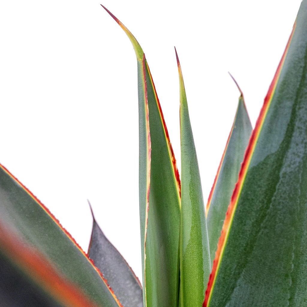 Agave Shaka Zulu - Image 4