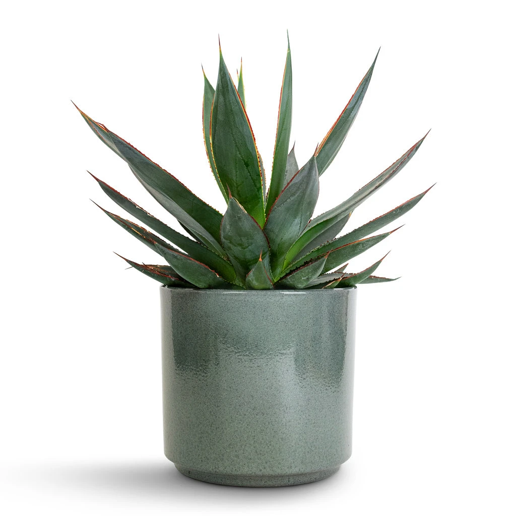Agave Shaka Zulu