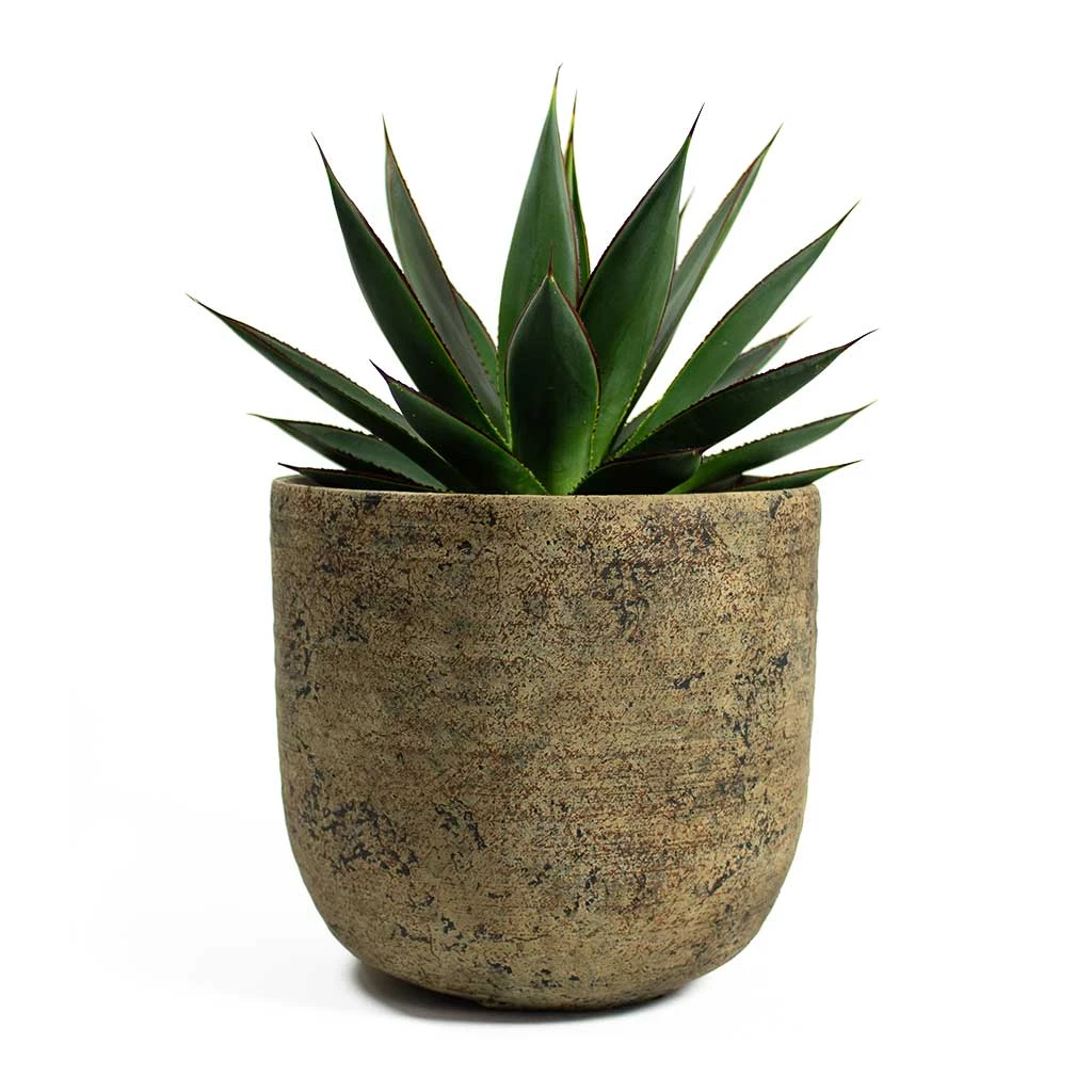 Agave Shaka Zulu - Image 10