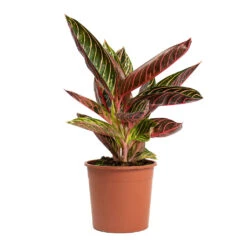 Aglaonema Chocolate - Chinese Evergreen