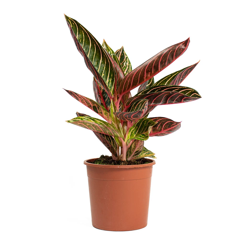 Aglaonema Chocolate - Chinese Evergreen