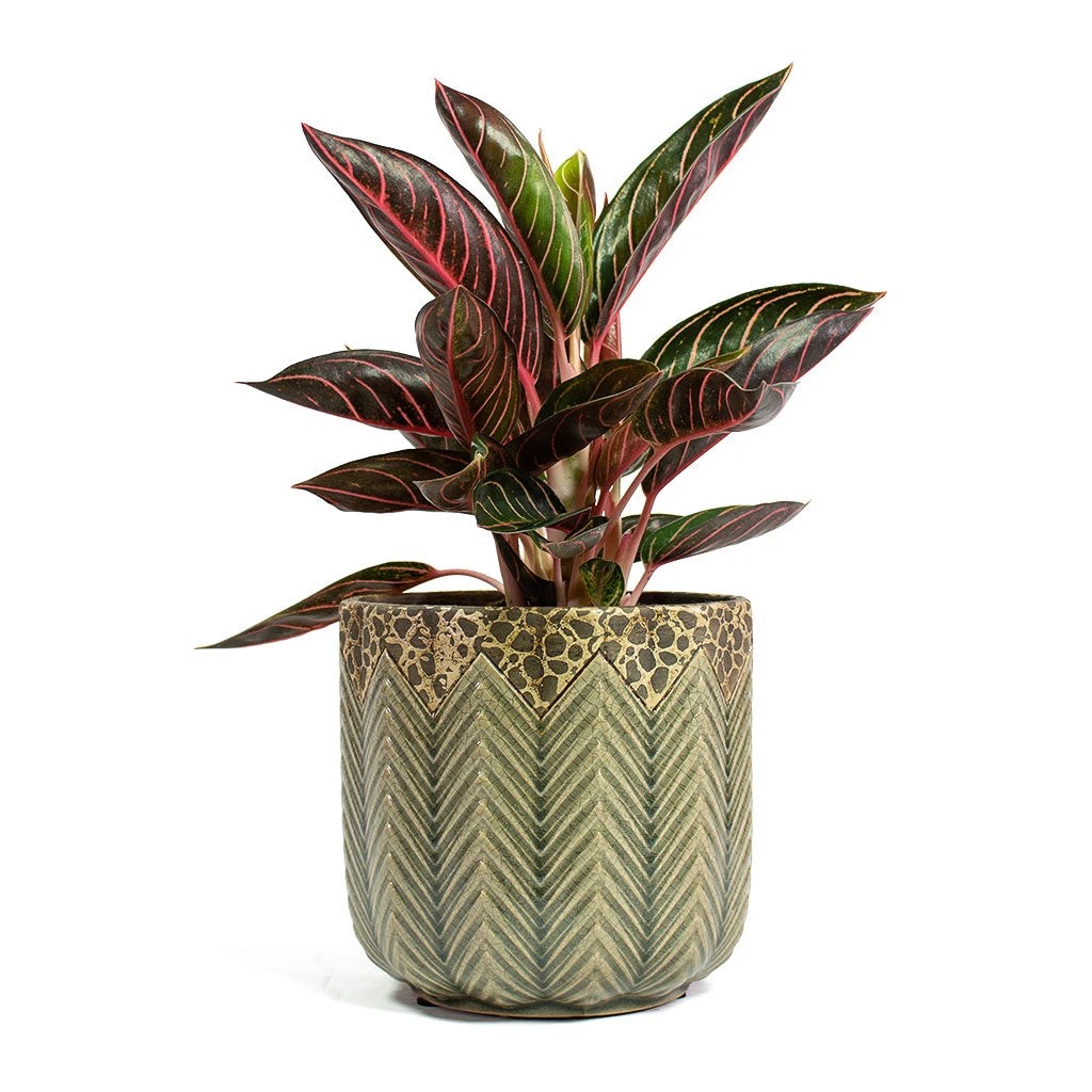 Aglaonema Chocolate - Chinese Evergreen - Image 3
