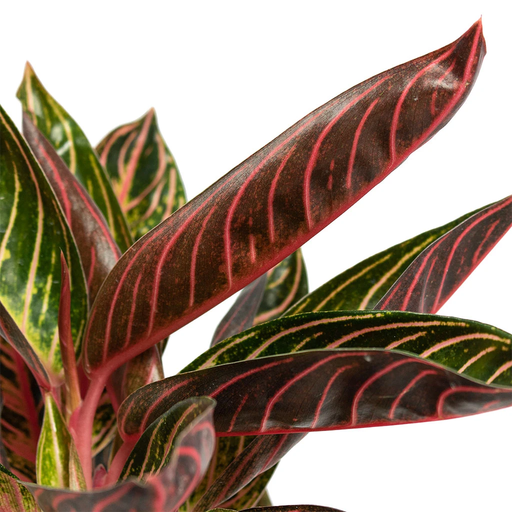 Aglaonema Chocolate - Chinese Evergreen - Image 2