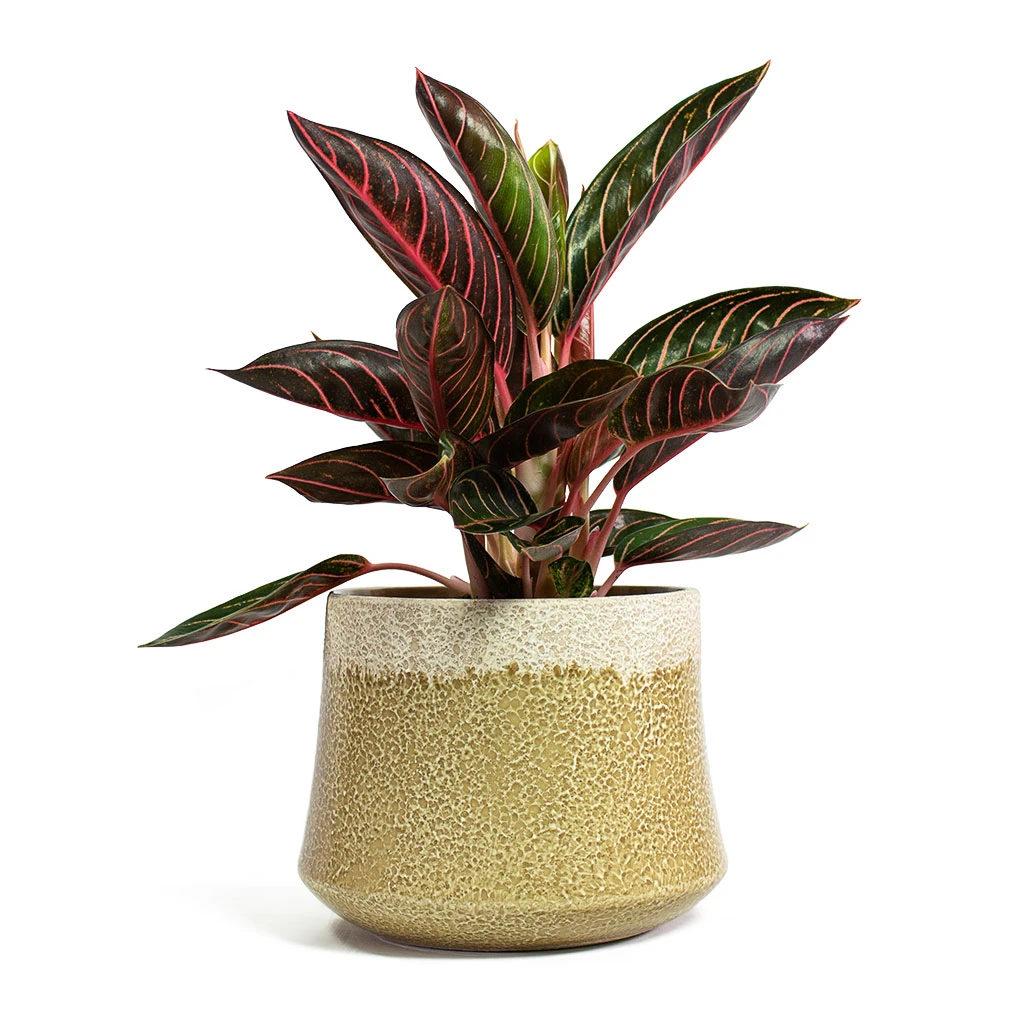 Aglaonema Chocolate - Chinese Evergreen - Image 5