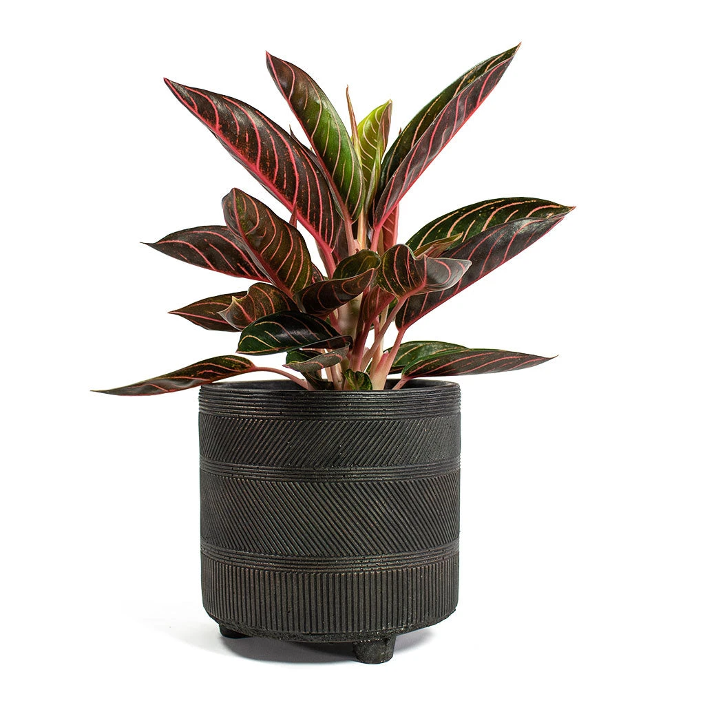 Aglaonema Chocolate - Chinese Evergreen - Image 4