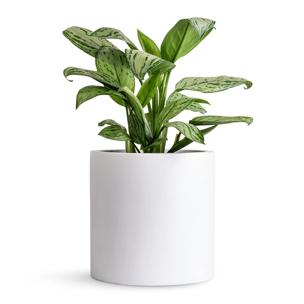 Puk Essentials Planter - Matt White - Image 3