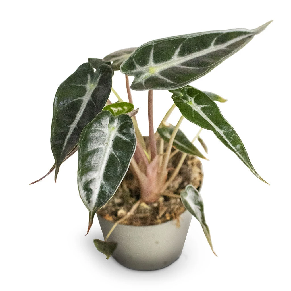 Alocasia Bambino Arrow - Jewel Alocasia - Image 4