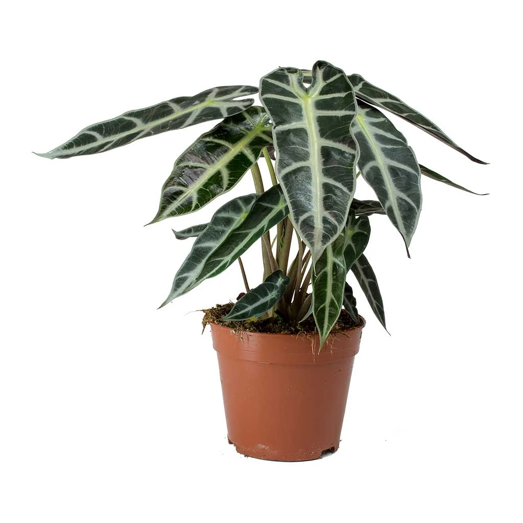 Alocasia Bambino Arrow - Jewel Alocasia - Image 7