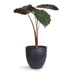 Alocasia Yucatan Princess - Elephant Ear