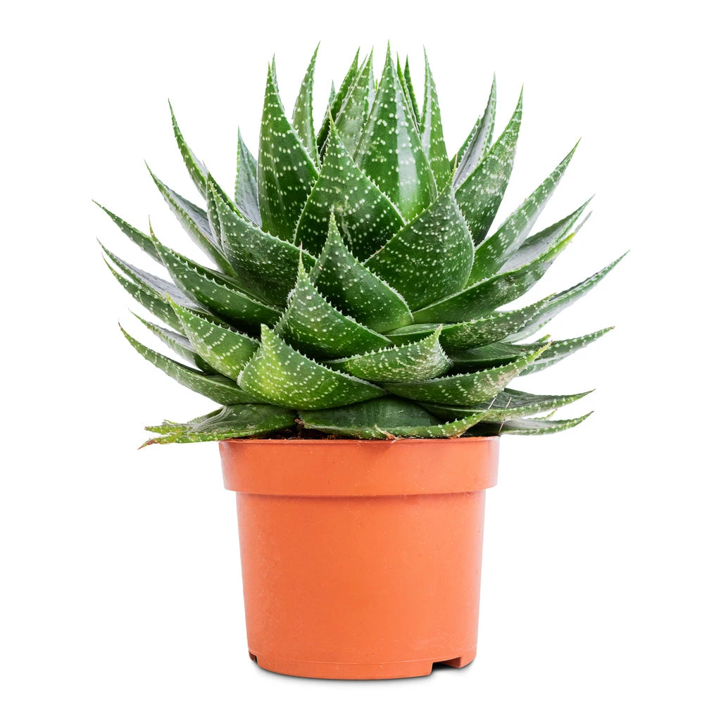 Aloe Aristata Cosmo - Image 3