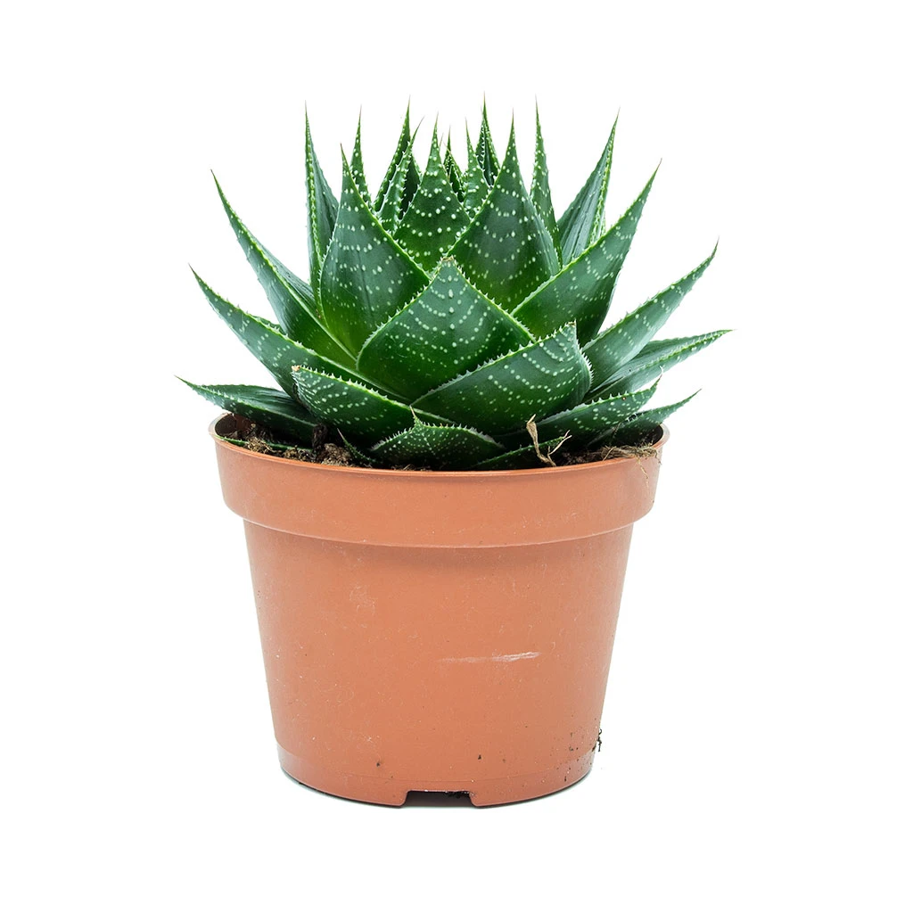 Aloe Aristata Cosmo - Image 5