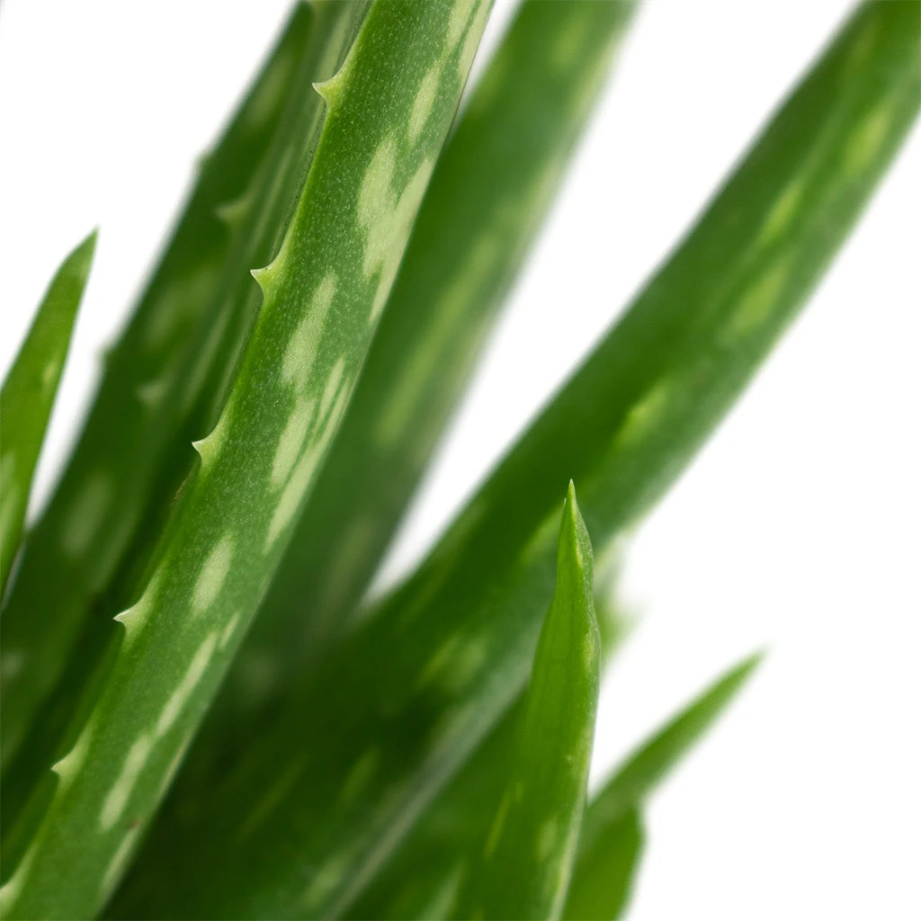 Aloe Vera Clumb - Image 2