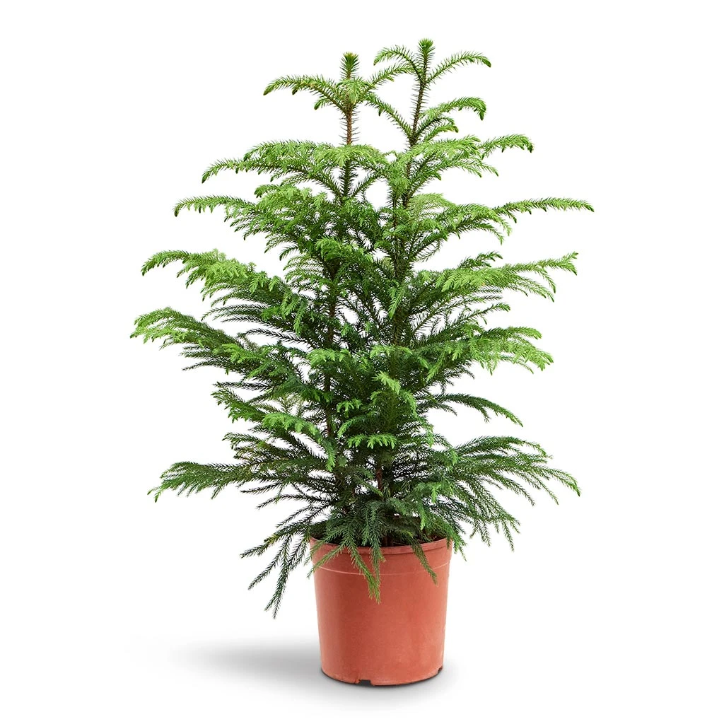 Araucaria Heterophylla - Norfolk Island Pine - Image 13
