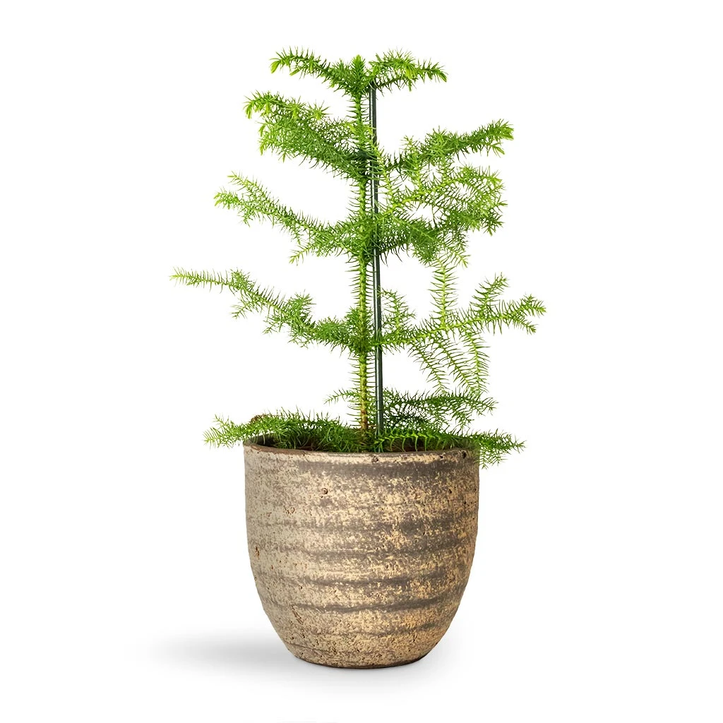 Araucaria Heterophylla - Norfolk Island Pine - Image 6