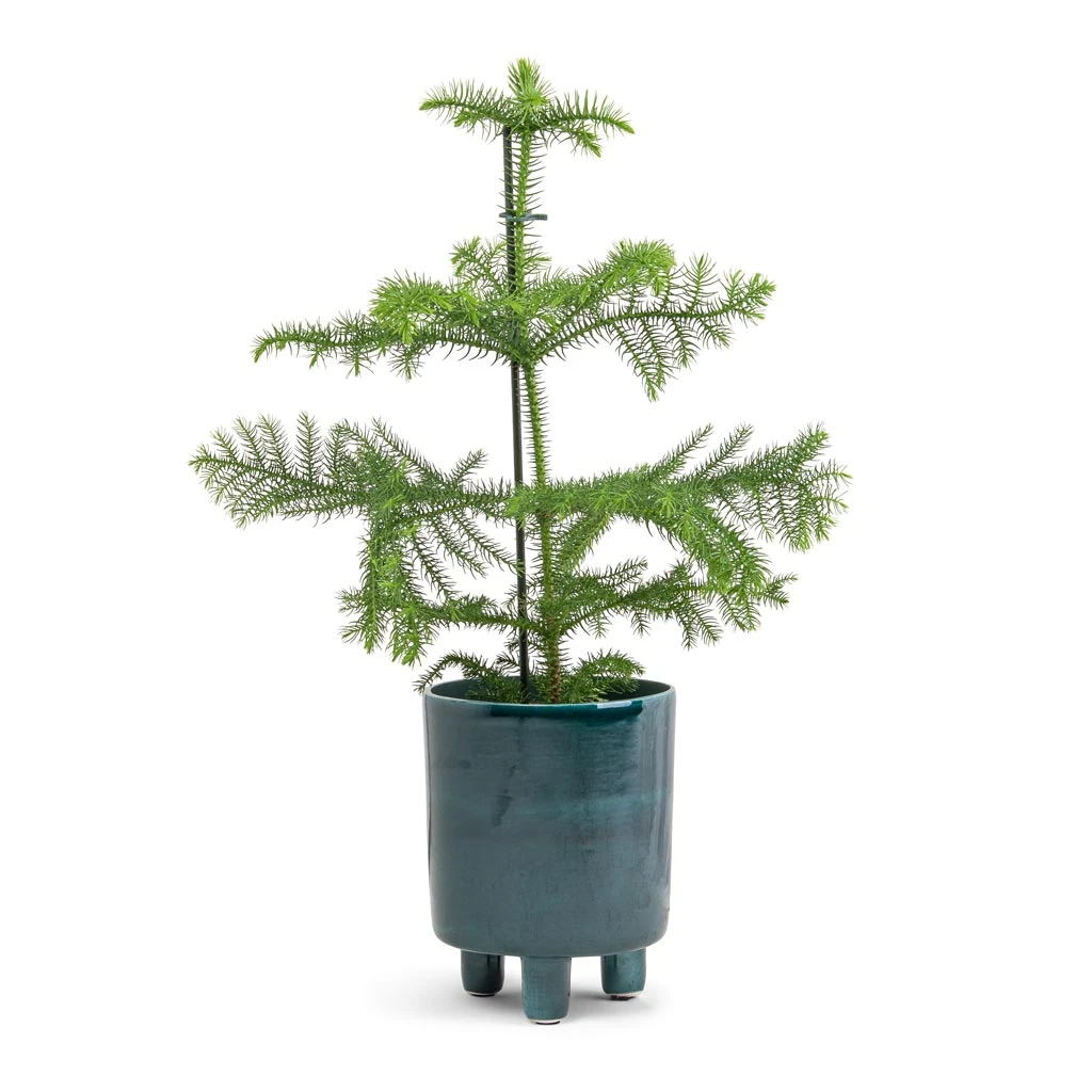 Araucaria Heterophylla - Norfolk Island Pine - Image 9