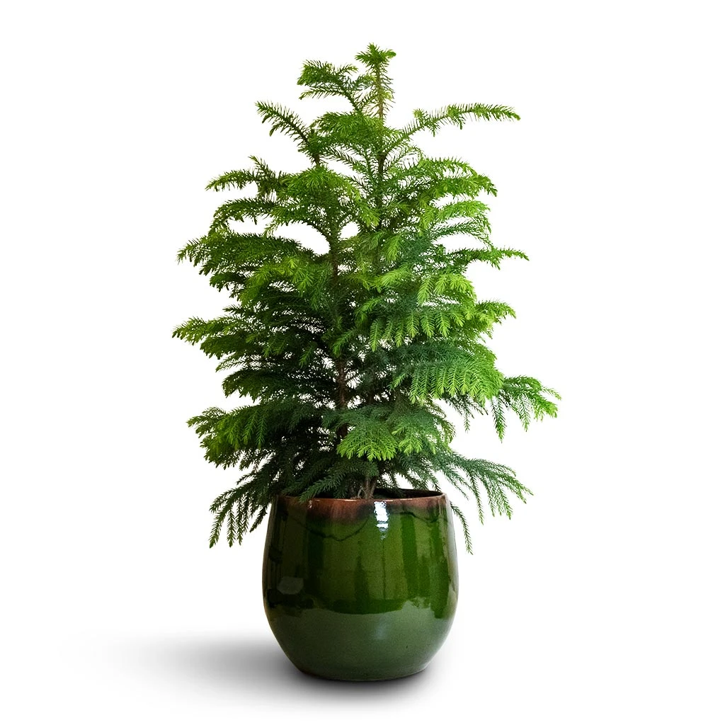 Araucaria Heterophylla - Norfolk Island Pine - Image 14