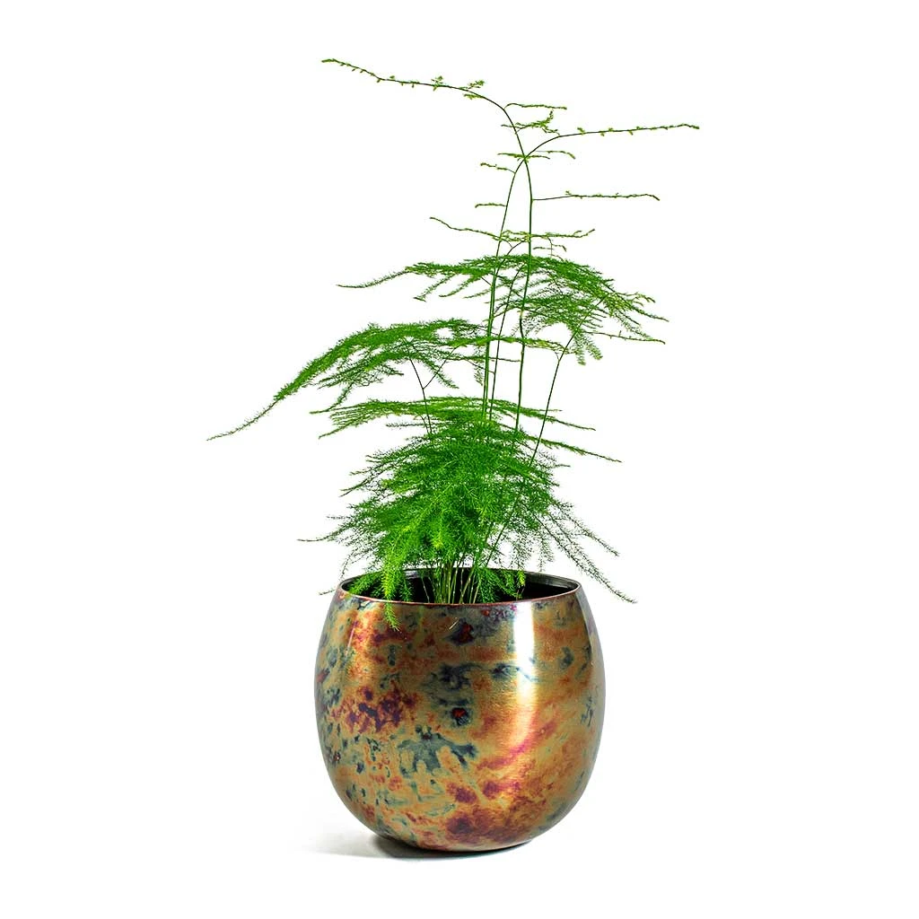 Asparagus Setaceus - Lace Fern - Image 13