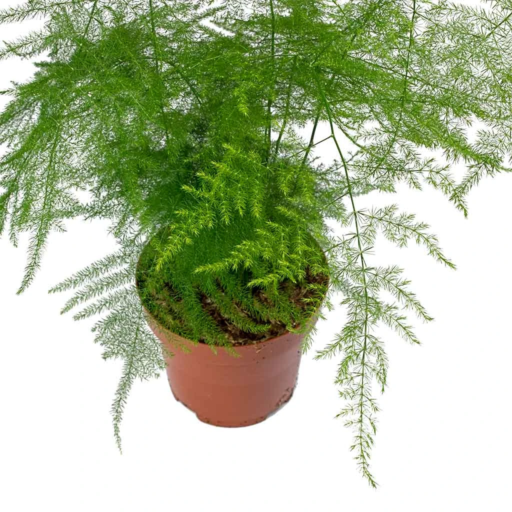 Asparagus Setaceus - Lace Fern - Image 11
