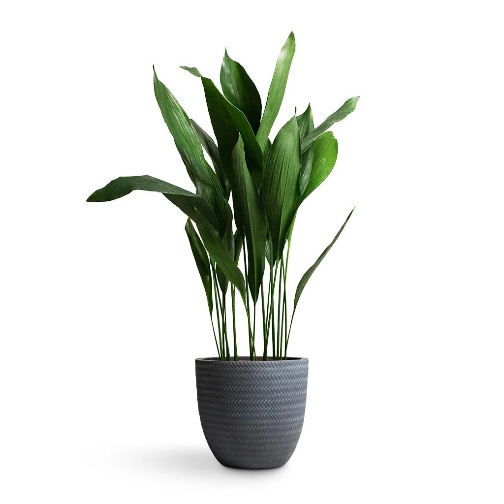 Angle Couple Plant Pot - Grey - Image 3