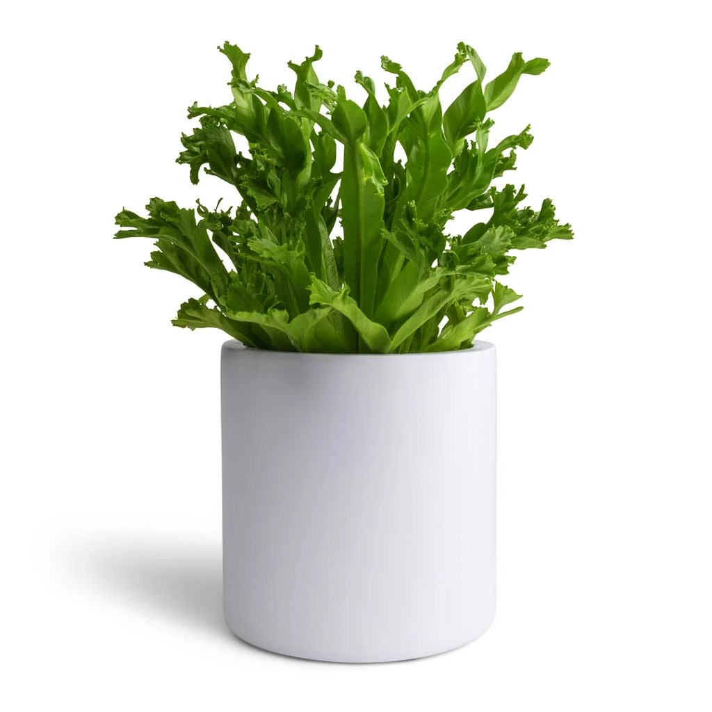 Puk Essentials Planter - Matt White - Image 11