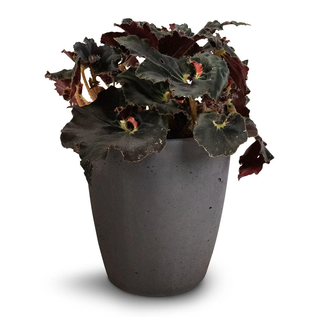 Begonia BD Rex - Anne Begonia