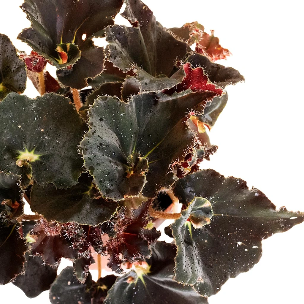 Begonia BD Rex - Anne Begonia - Image 2