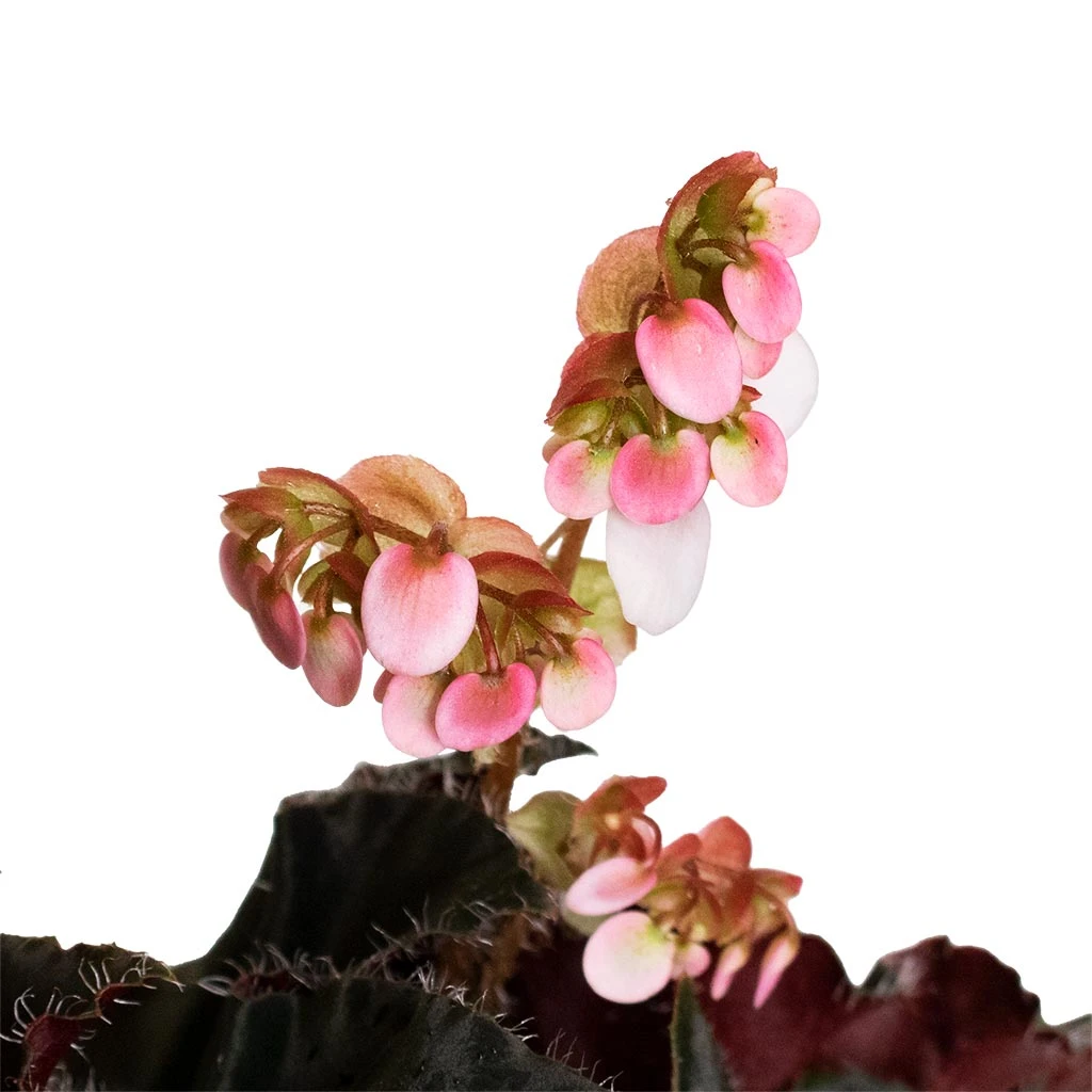 Begonia BD Rex - Anne Begonia - Image 9