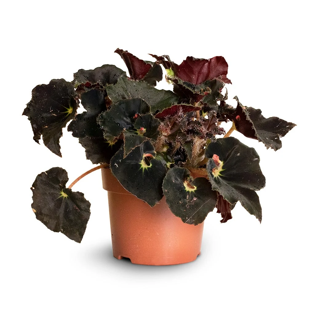 Begonia BD Rex - Anne Begonia - Image 3