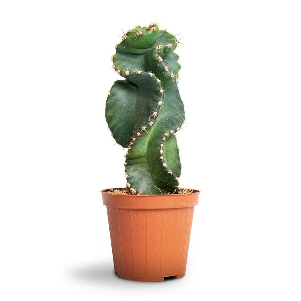 Cereus Forbesii Spiralis - Spiralled Cereus - Image 5