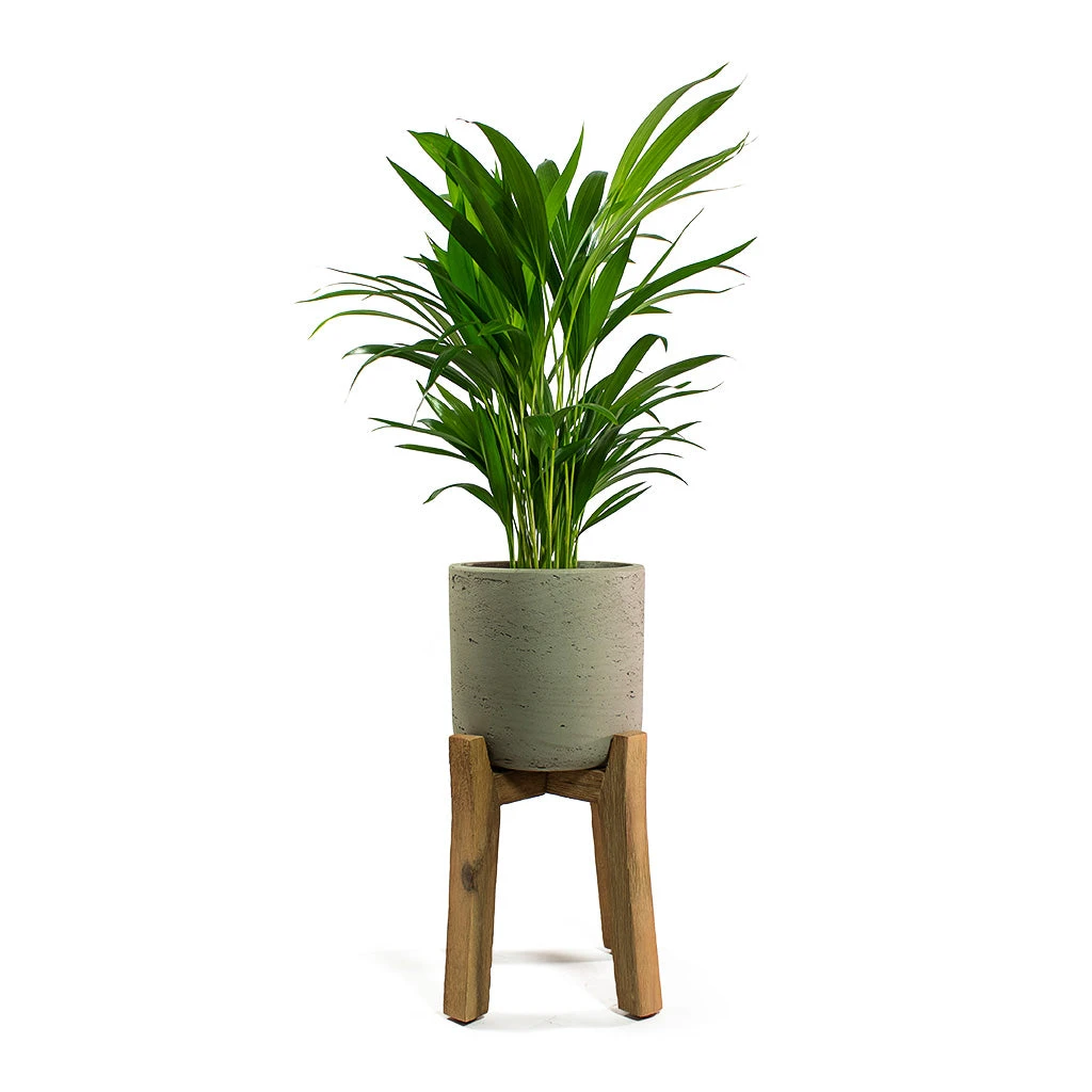 Charlie Plant Pot - Tall Stand - Grey Washed - Image 5