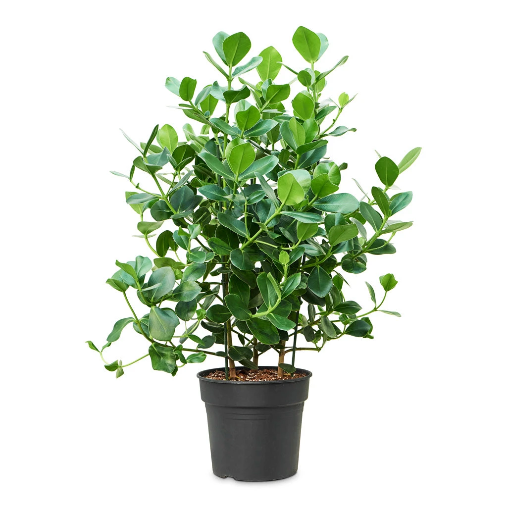 Clusia Rosea Princess - Autograph Tree - Image 13