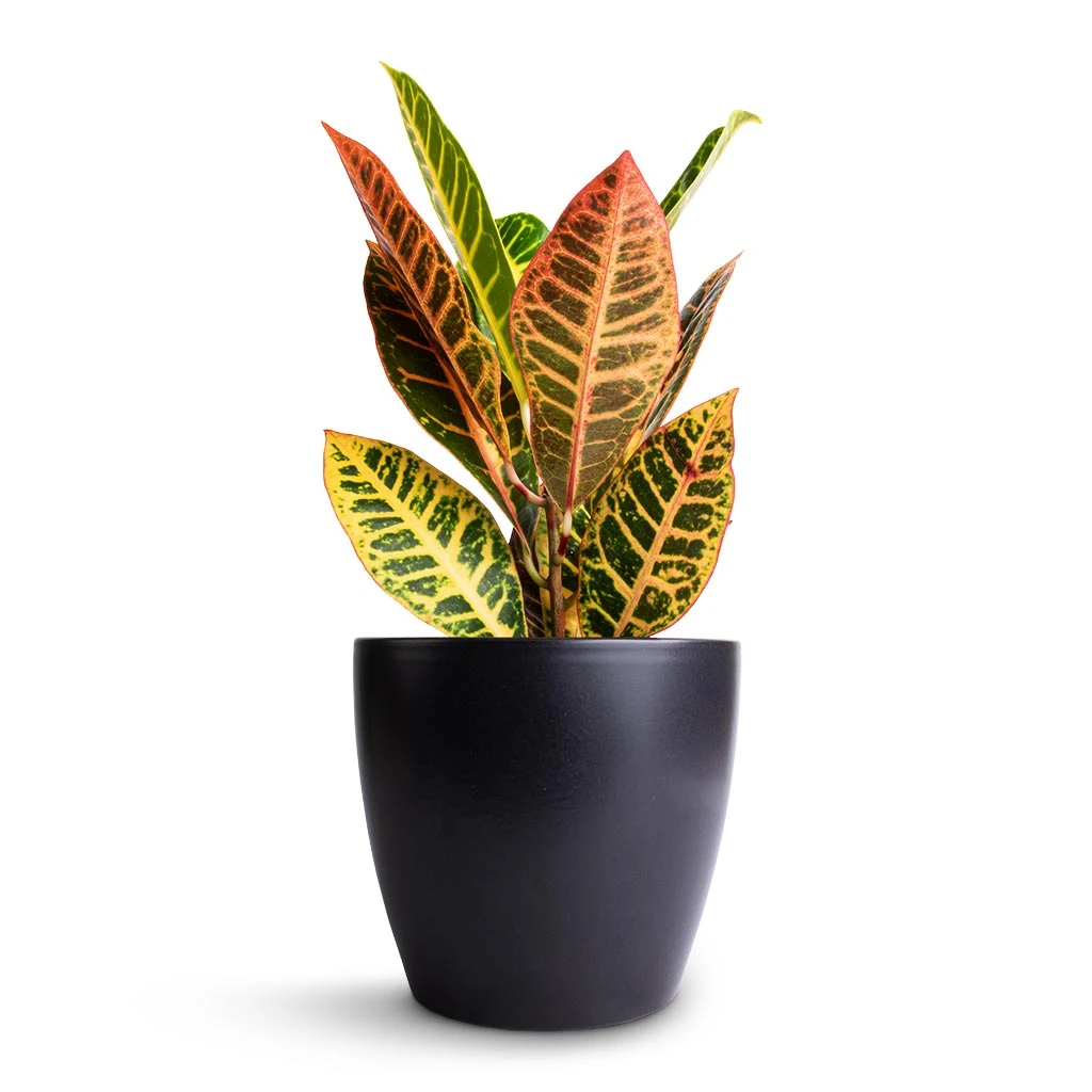 Codiaeum Petra - Croton - Image 4