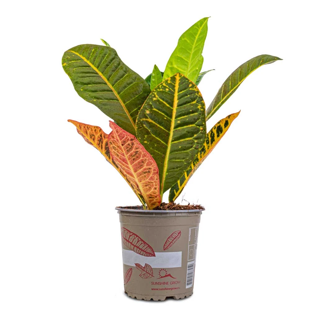 Codiaeum Petra - Croton - Image 20