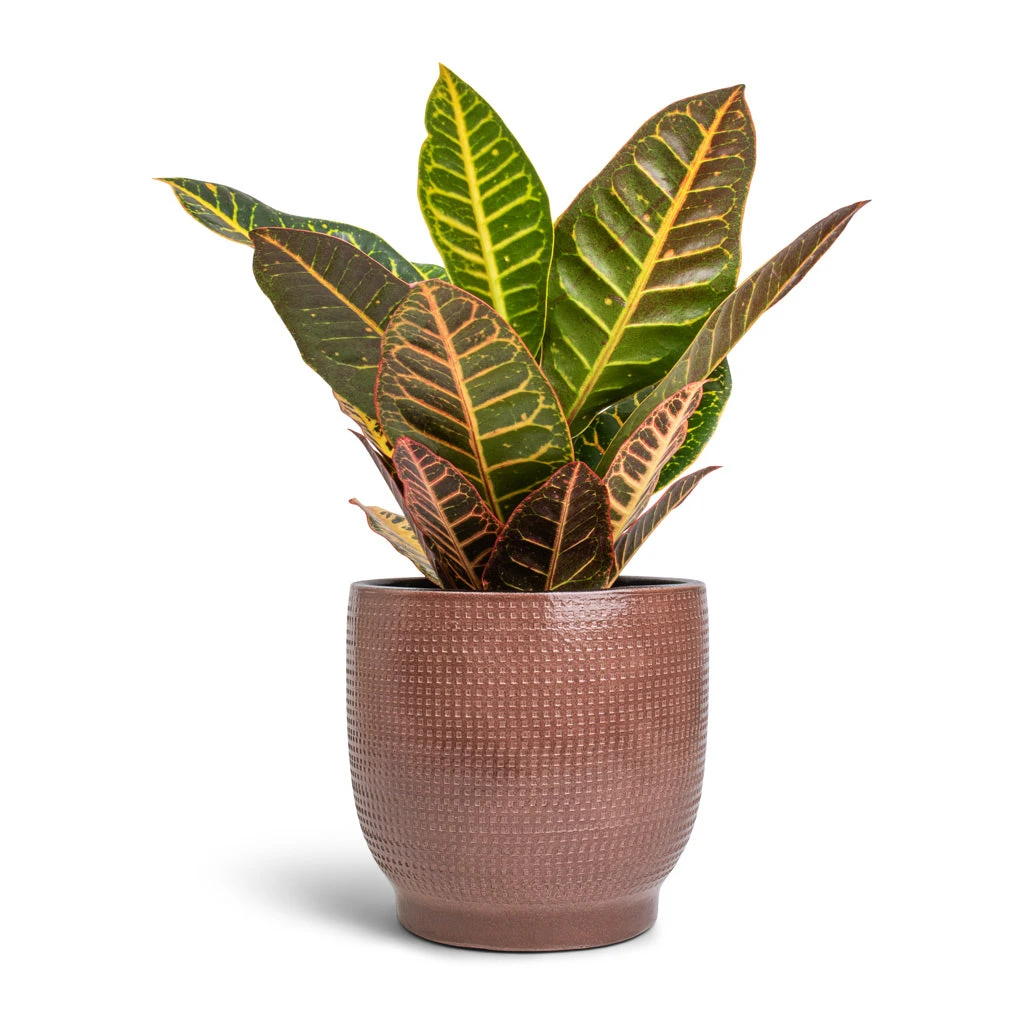 Codiaeum Petra - Croton - Image 19