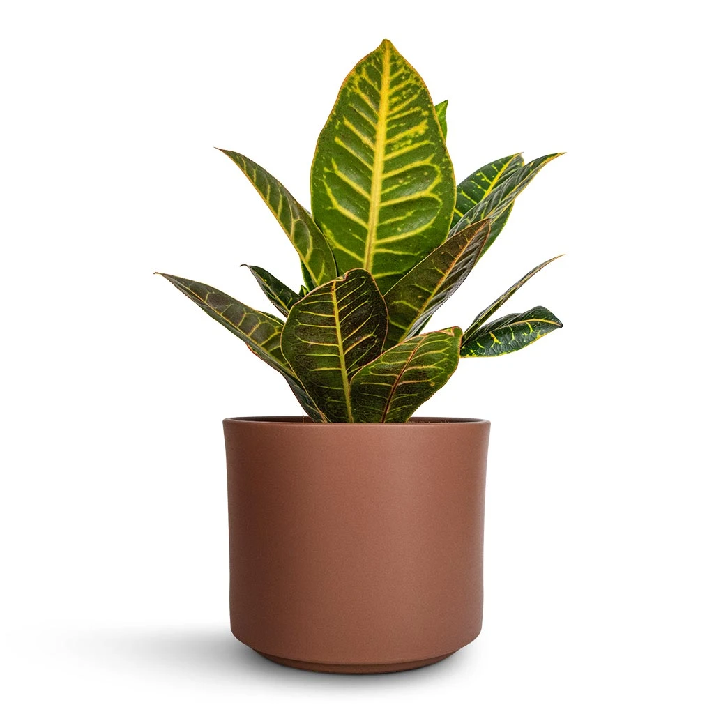 Codiaeum Petra - Croton - Image 8