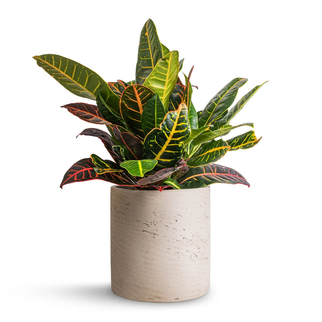 Codiaeum Petra - Croton - Image 9