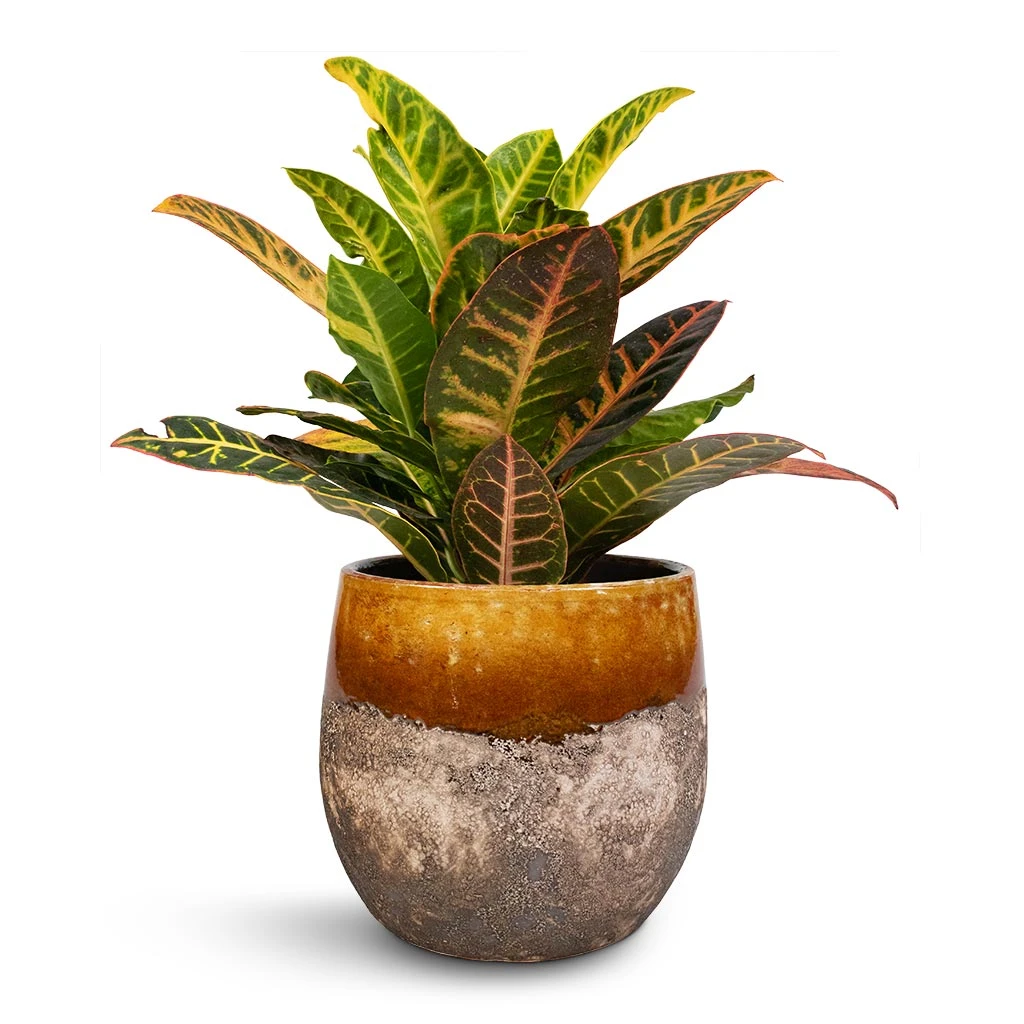 Codiaeum Petra - Croton - Image 15