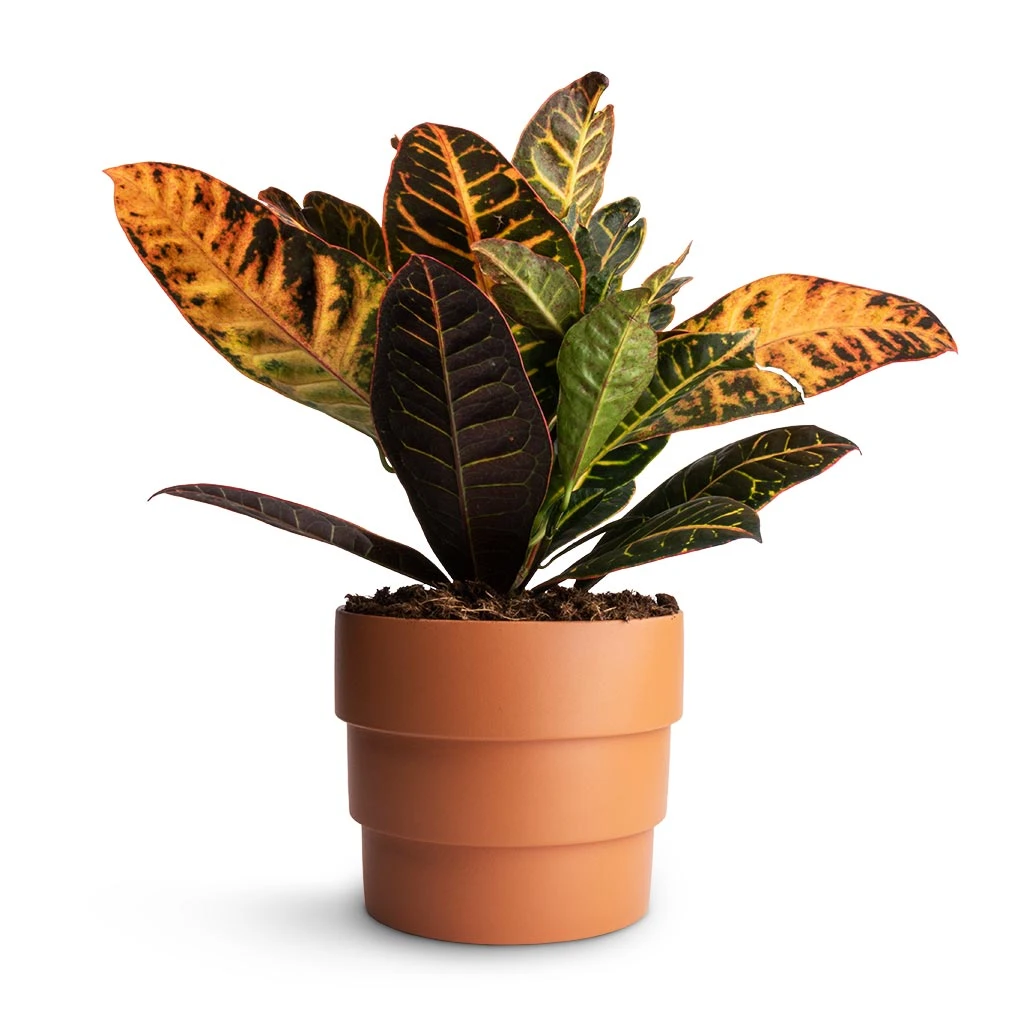 Codiaeum Petra - Croton - Image 5
