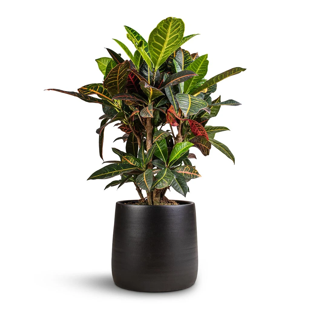 Codiaeum Petra - Croton - Image 10