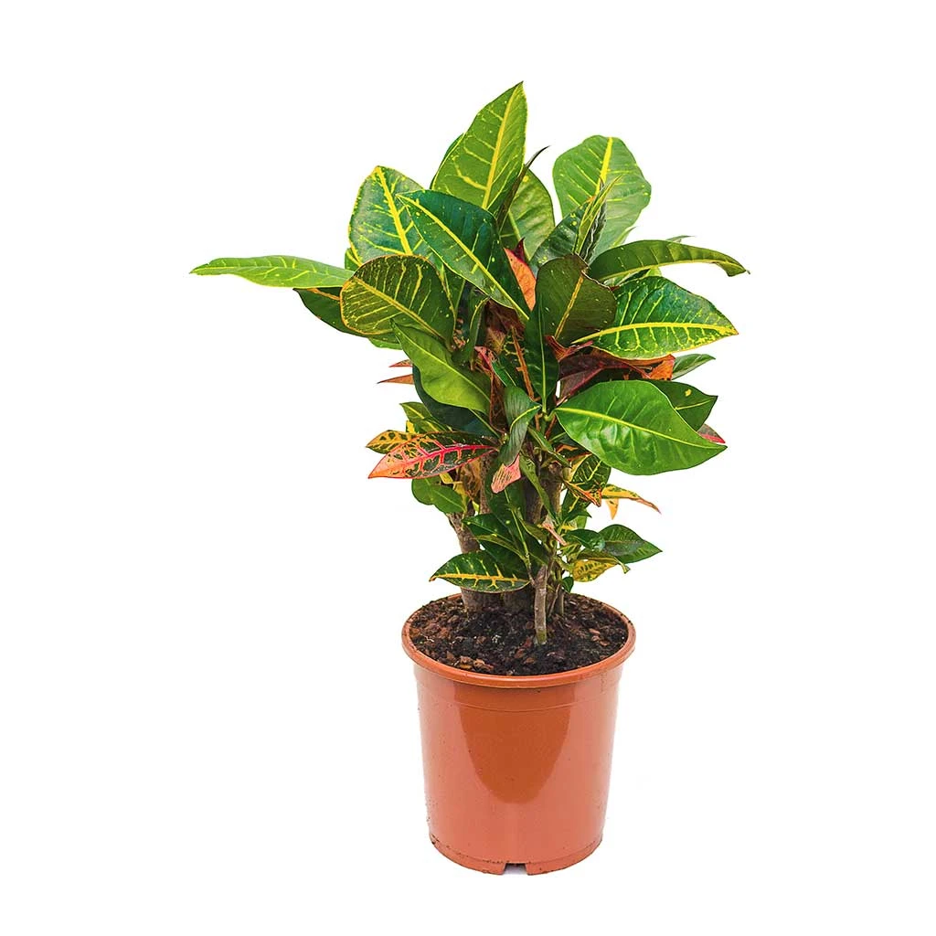 Codiaeum Petra - Croton - Image 14