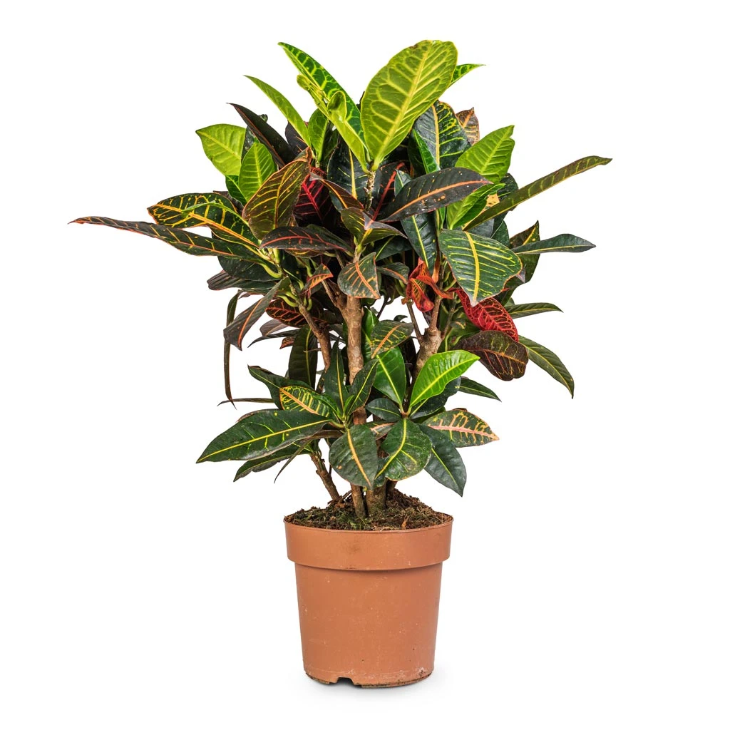 Codiaeum Petra - Croton - Image 11