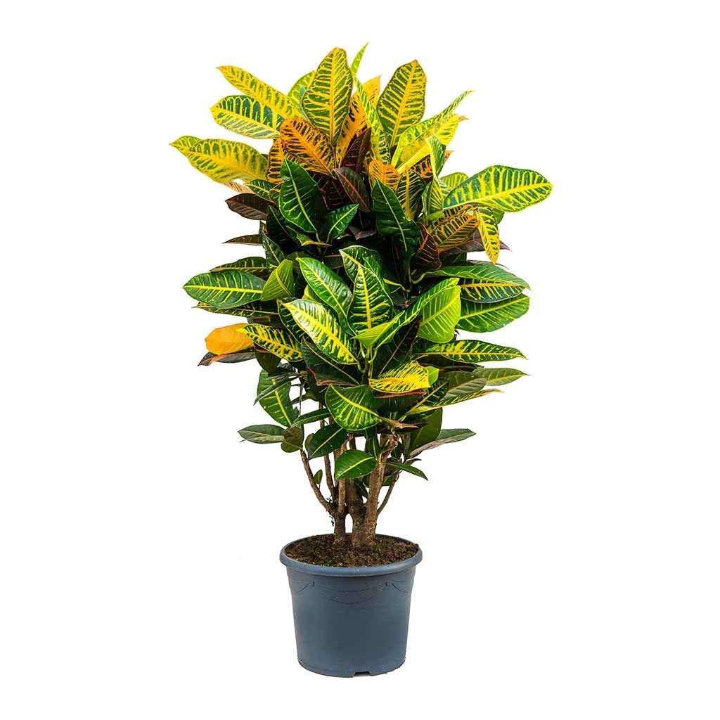 Codiaeum Petra - Croton - Image 16