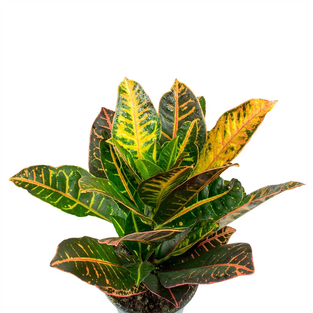 Codiaeum Petra - Croton - Image 12