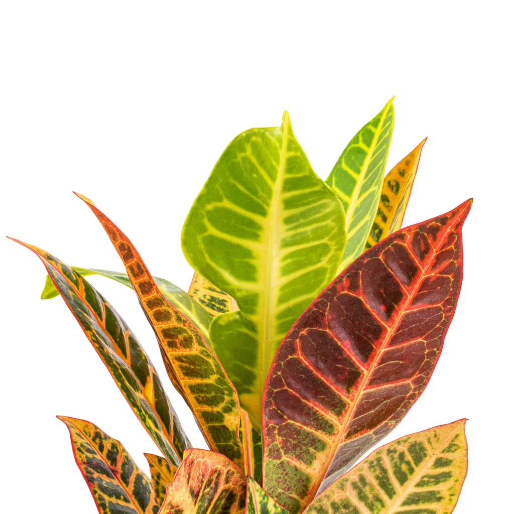 Codiaeum Petra - Croton - Image 2