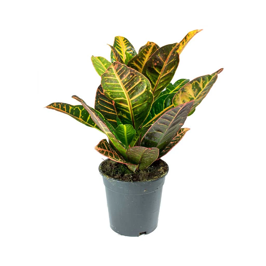Codiaeum Petra - Croton - Image 6