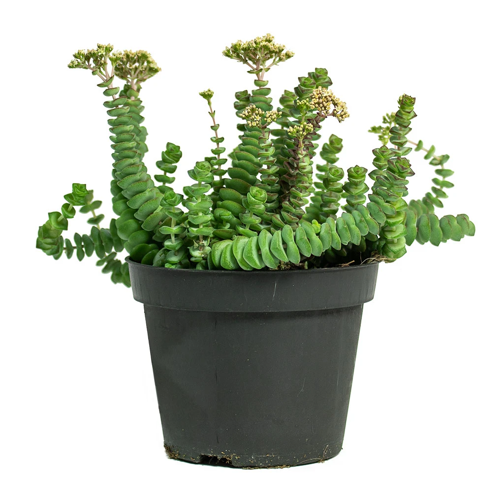 Crassula Marneriana Hottentot - Jade Necklace - Image 3