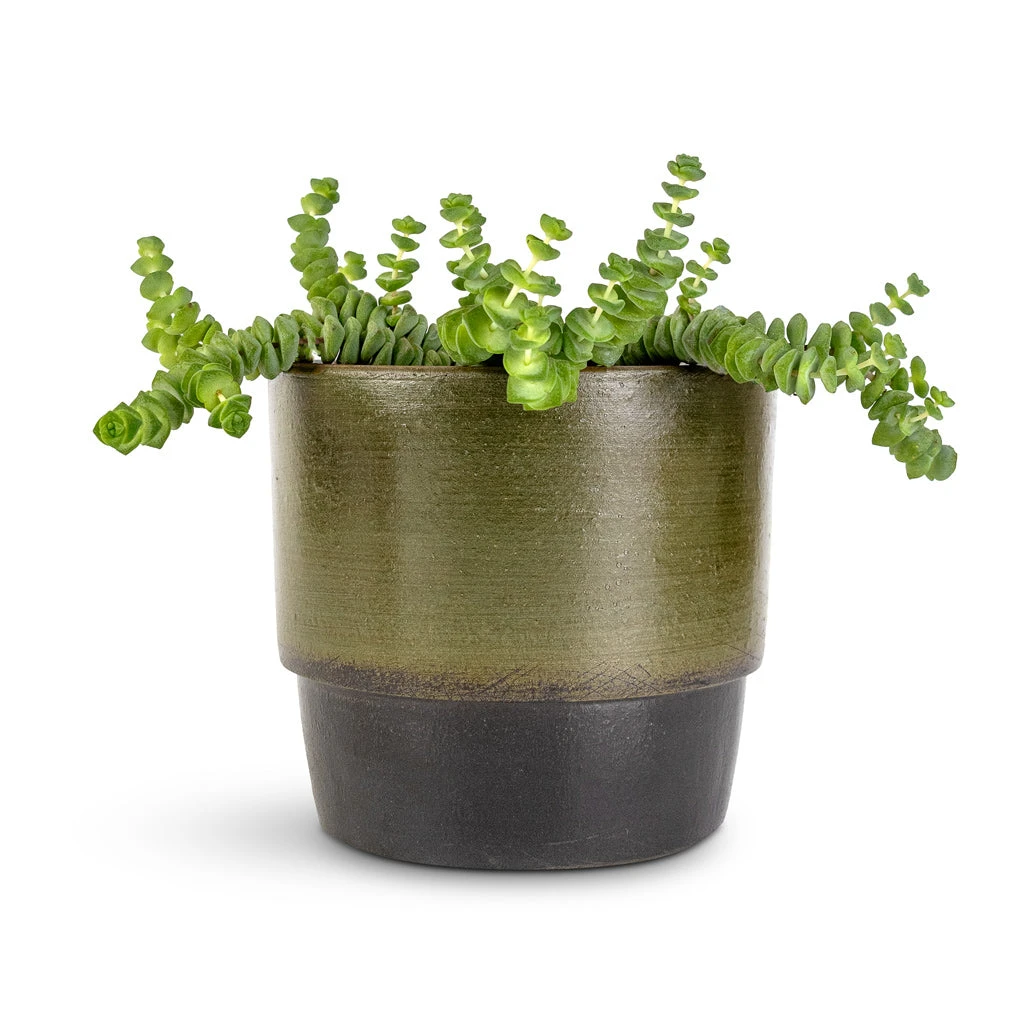 Crassula Marneriana Hottentot - Jade Necklace - Image 9