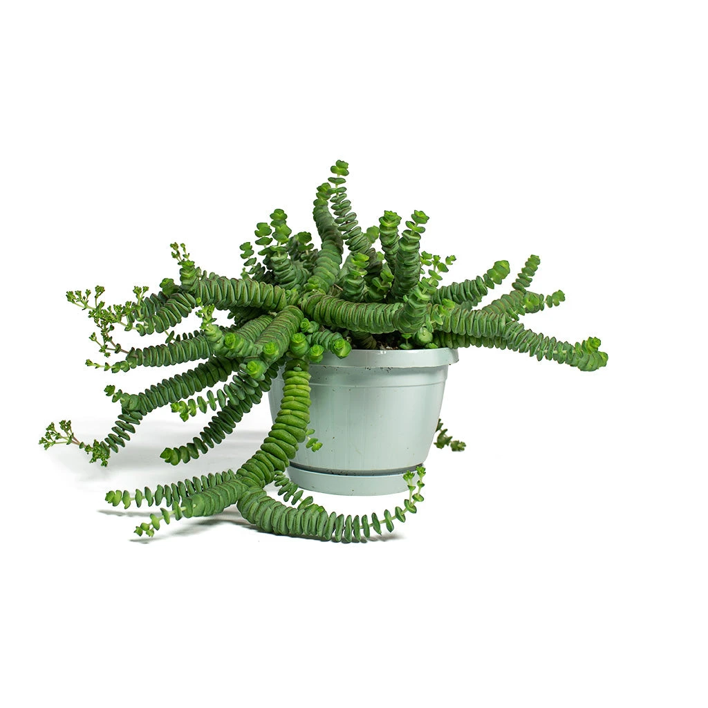 Crassula Marneriana Hottentot - Jade Necklace - Image 4