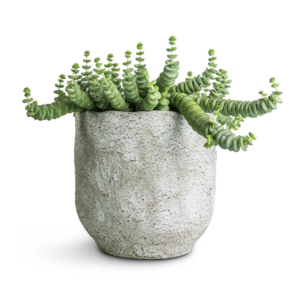 Crassula Marneriana Hottentot - Jade Necklace - Image 7