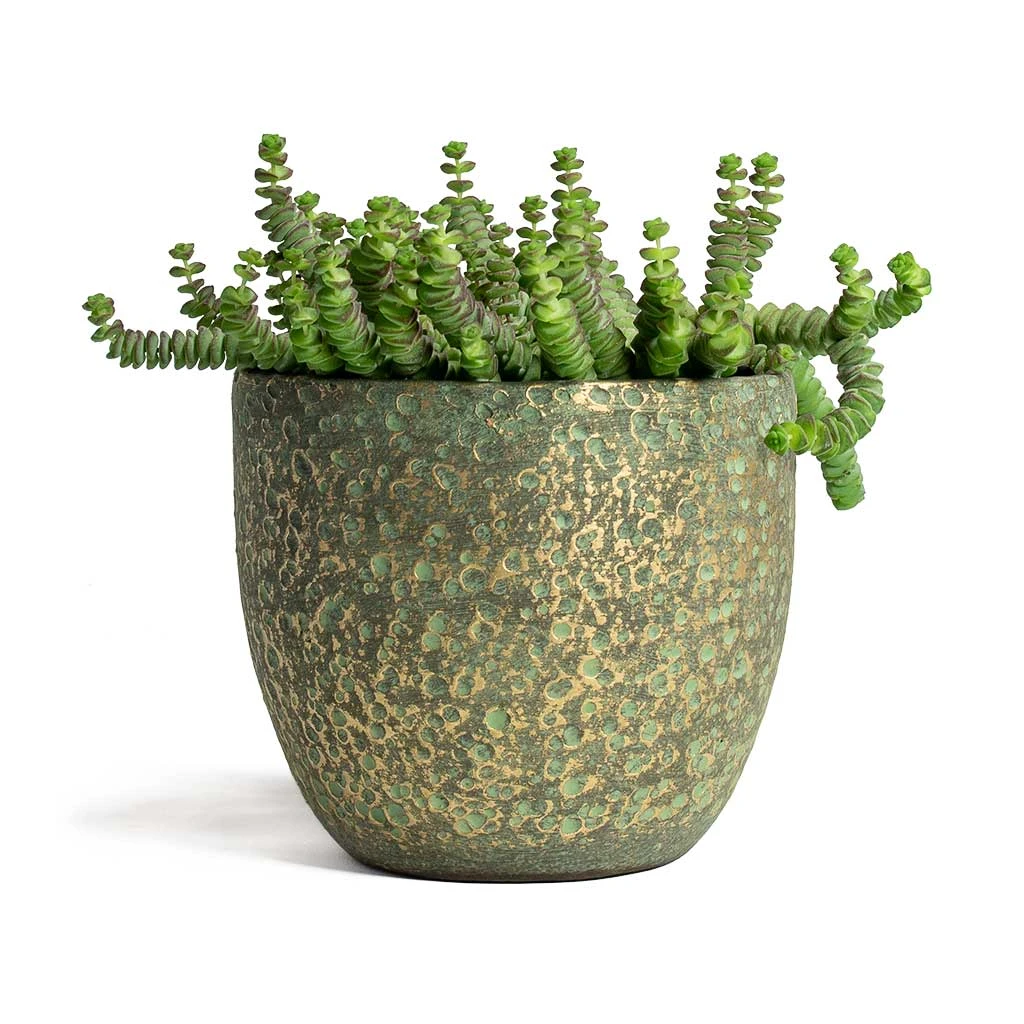 Crassula Marneriana Hottentot - Jade Necklace - Image 8
